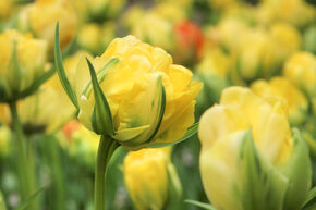 Gefllte Tulpe 'Akebono'