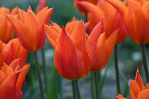 Lilienbltige Tulpe 'Ballerina'