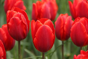 Einfache frhe Tulpe 'Couleur Cardinal'