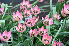 Wildtulpe 'Danique'