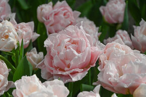 Tulipa 'Dreamer'