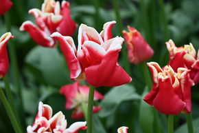 Coronet Tulpe 'Elegant Crown'