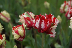 Papageien Tulpe 'Estella Rijnveld'