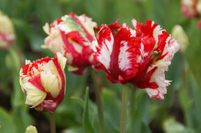 Papageien Tulpe 'Estella Rijnveld'