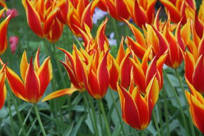 Lilienbltige Tulpe 'Fly Away'