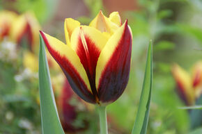 Triumph Tulpe 'Gavota'