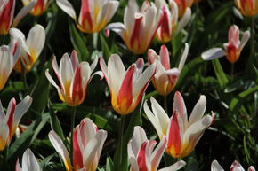 Wildtulpe 'Heart's Delight' 