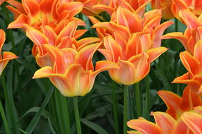 Lilienbltige Tulpe 'Je t'aime'