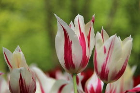 Lilienbltige Tulpe 'Marilyn'