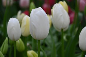 Einfache spte Tulpe 'Maureen'