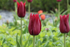 Lilienbltige Tulpe 'Merlot'