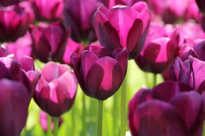 Triumph Tulpe 'Negrita'