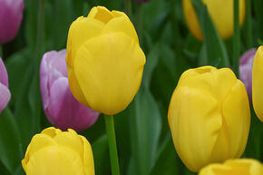 Tulpe 'Novi Sun'