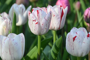 Tulipe 'One Direction'