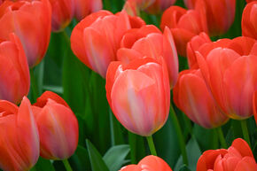Darwin Tulpe 'Orange van Eijk'