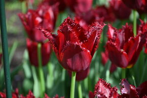 Gefranste Tulpe 'Pacific Pearl'