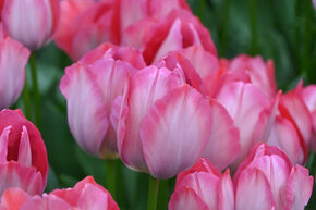 Tulipe 'Pink Sound'