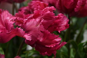 Papageien Tulpe 'Power Parrot'