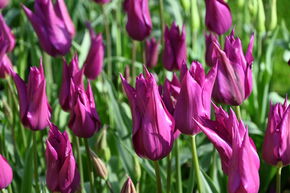 Lilienbltige Tulpe 'Purple Dream'