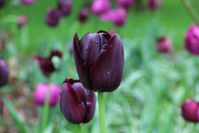 Einfache spte Tulpe 'Queen of Night'