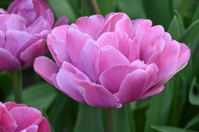 Tulipe 'Rosy Diamond'