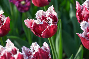 Tulipe 'San Pablo'