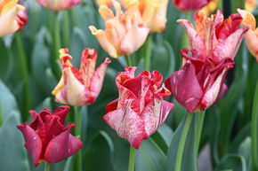 Coronet Tulpe 'Striped Crown'