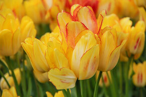 Mehrbltige Tulpe 'Sunshine Club'
