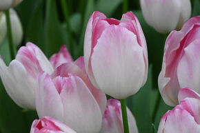 Tulipe 'Supri Erotic'