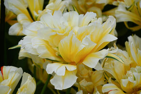 Gefllte frhe Tulpe 'Sweet Valley' 