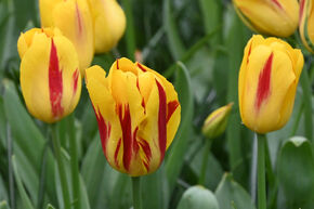 Tulipe 'Washington' 
