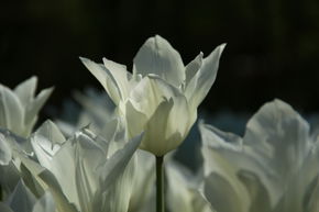 Lilienbltige Tulpe 'White Triumphator'