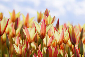 Wildtulpe 'Cynthia'