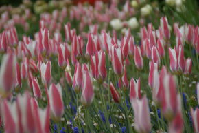 Wildtulpe 'Lady Jane'