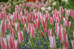 Blumenzwiebel-Mischung  'Besondere Wildtulpen'