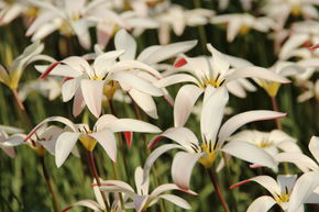 Wildtulpe clusiana var. stellata