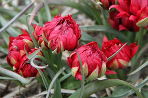 Tulipe sauvage 'Samantha'