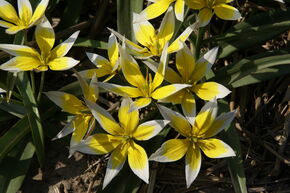 Wildtulpe Tulipa tarda