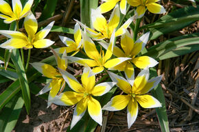 Wildtulpe Tulipa tarda