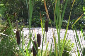 Typha angustifolia