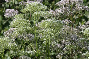 Valeriana officinalis