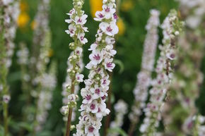 Verbascum nigrum 'Album'