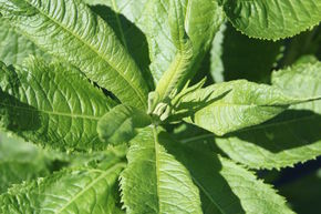 Vernonia noveboracensis 'White Lightening'