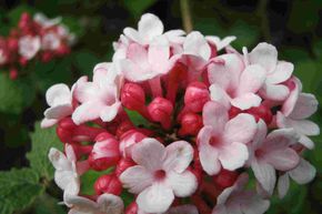 Viburnum carlesii