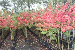 Vierbeeren Hochstamm Black Saphir