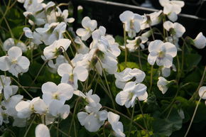 Viola sororia 'Albiflora'