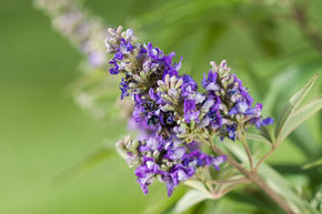 Vitex agnus-castus 'Blue Puffball'