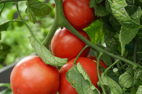 Freilandtomate Vivagrande (232-x)