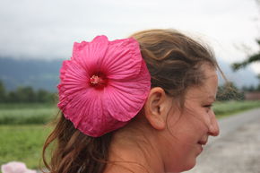 Hibiskus 'Luna Rose'