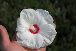 Hibiskus 'Luna White'